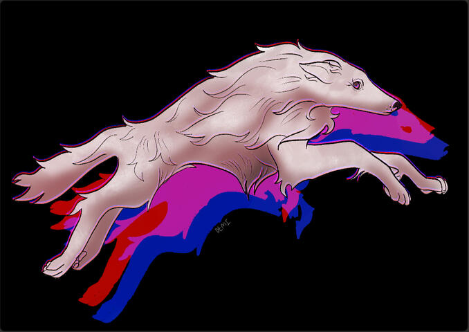 borzoi